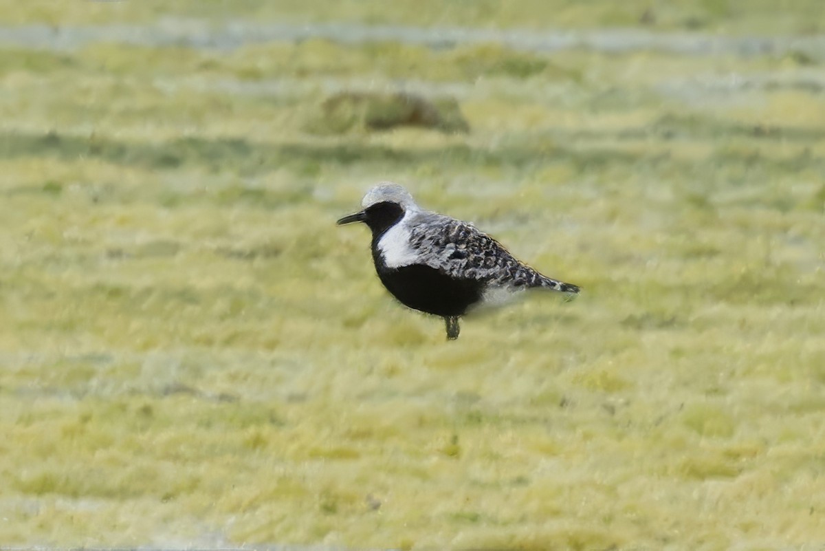 Black-bellied Plover - Donald A. Sutherland