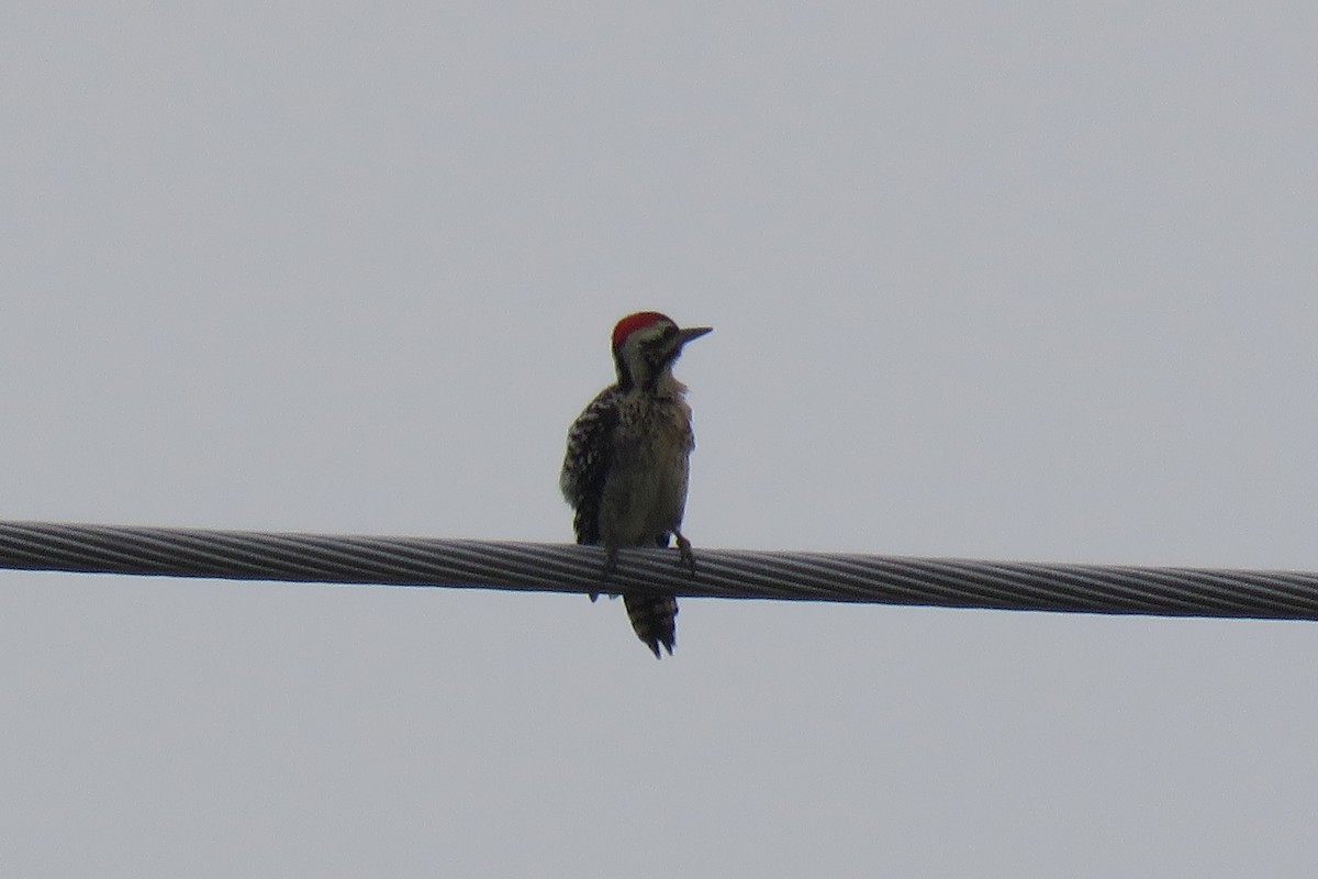 Ladder-backed Woodpecker - Misty G