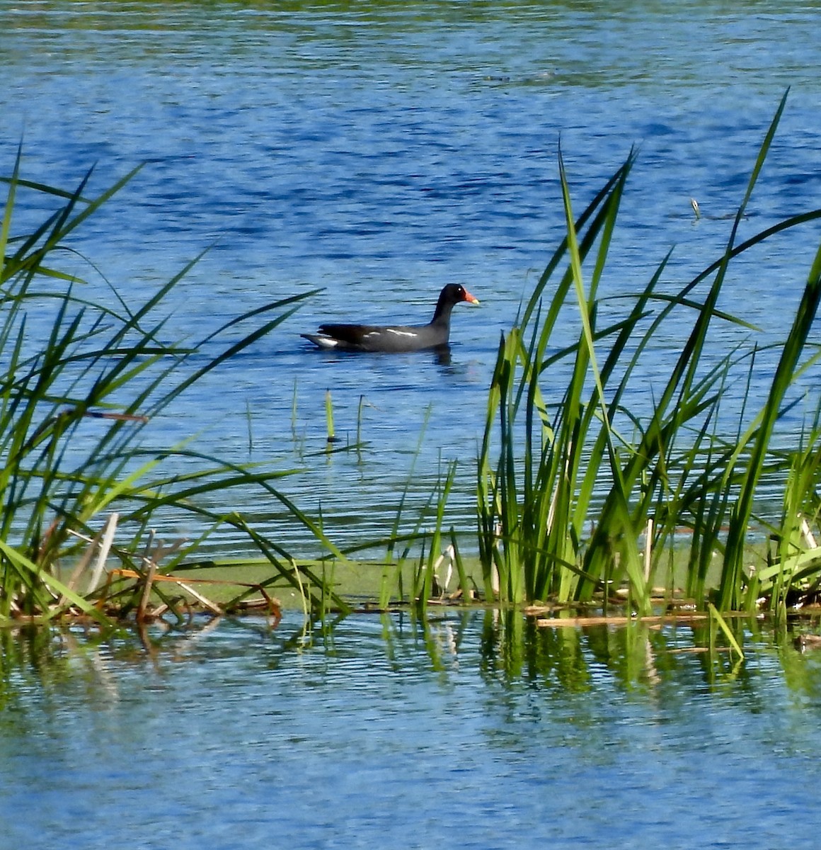 Common Gallinule - William McClellan