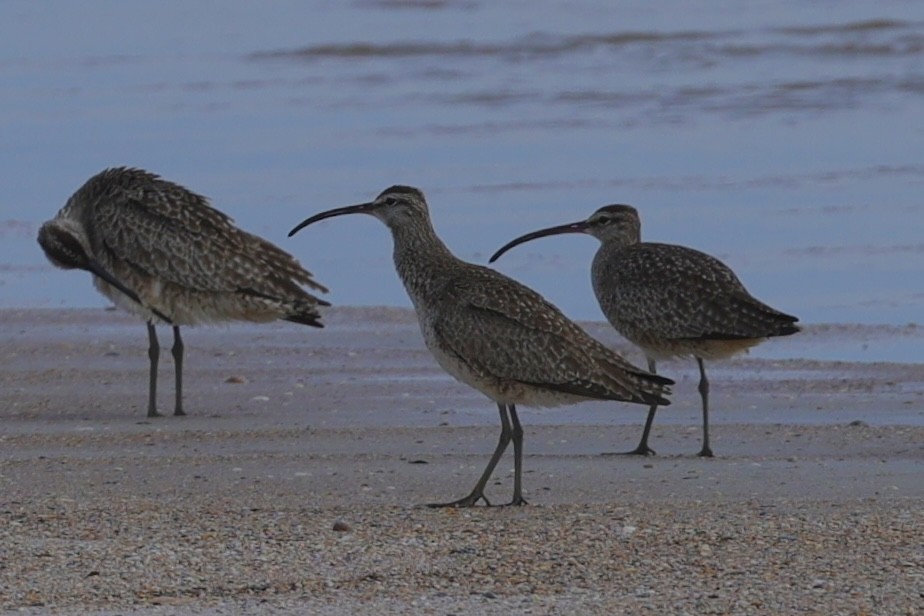 Whimbrel - David Cole