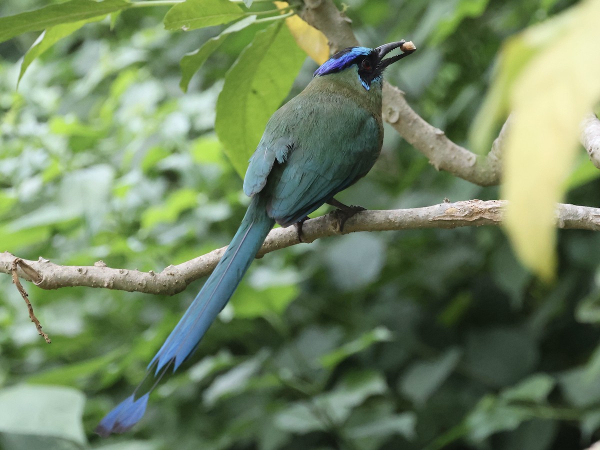 Lesson's Motmot - Amy Bishop & Doug Booher