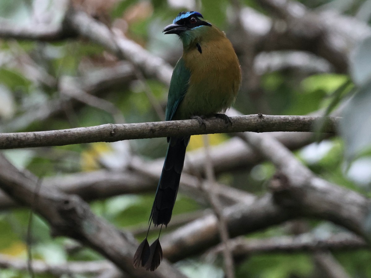 Lesson's Motmot - Amy Bishop & Doug Booher