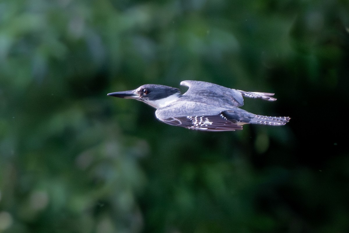 Belted Kingfisher - Nadine Bluemel