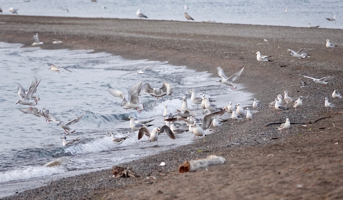 Bonaparte's Gull - Andrew Bailey