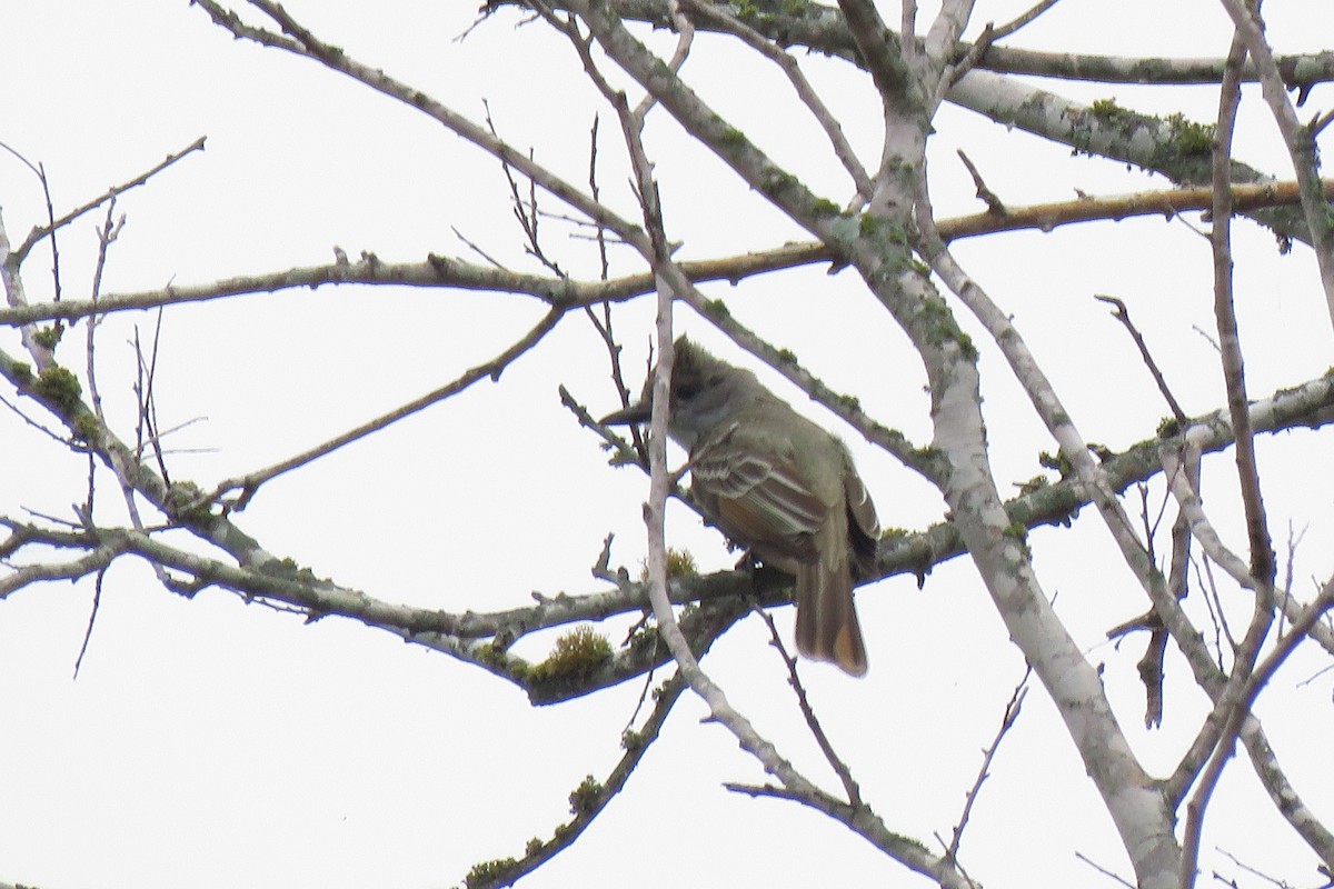 Brown-crested Flycatcher - Misty G