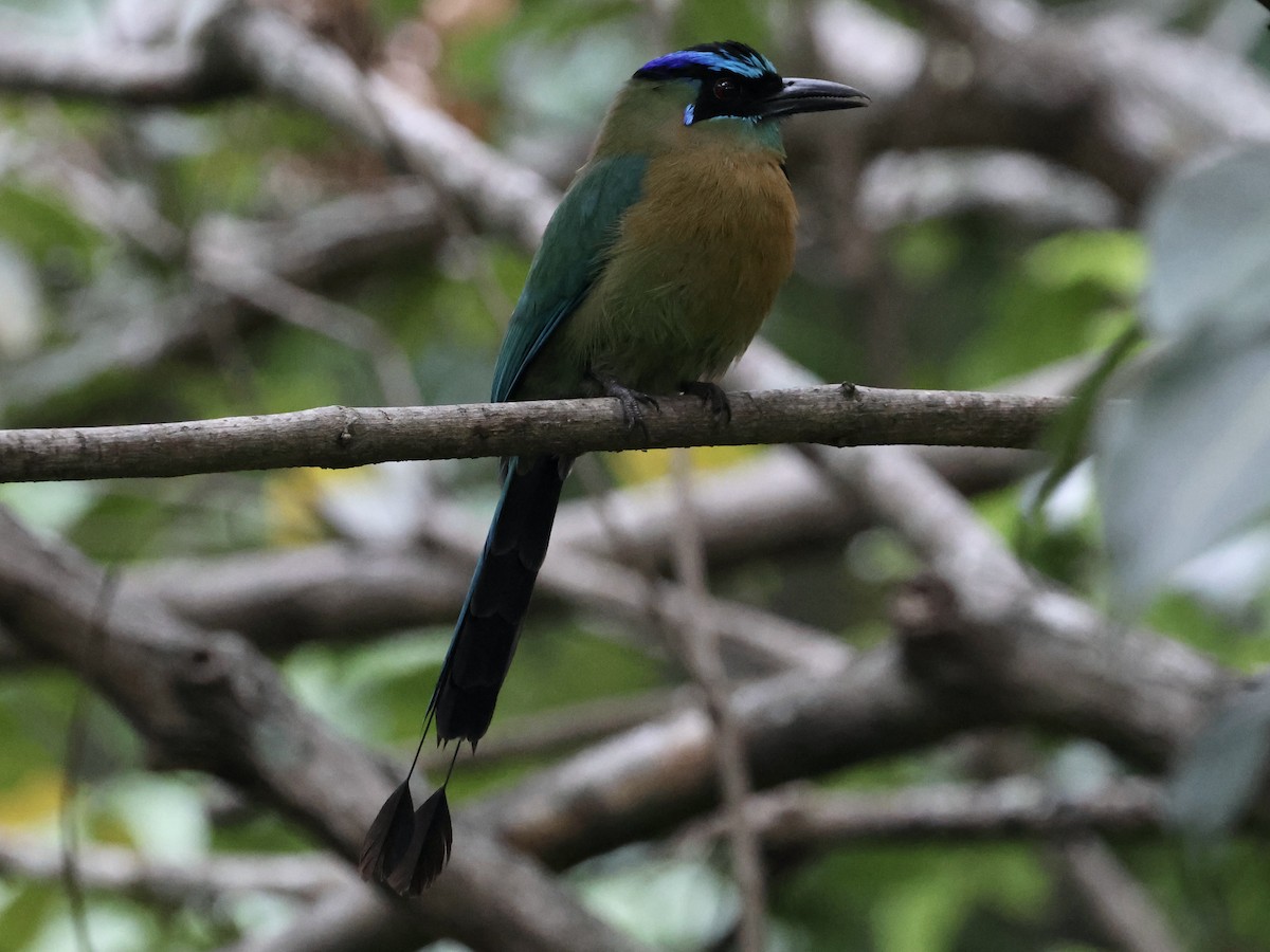 Lesson's Motmot - Amy Bishop & Doug Booher