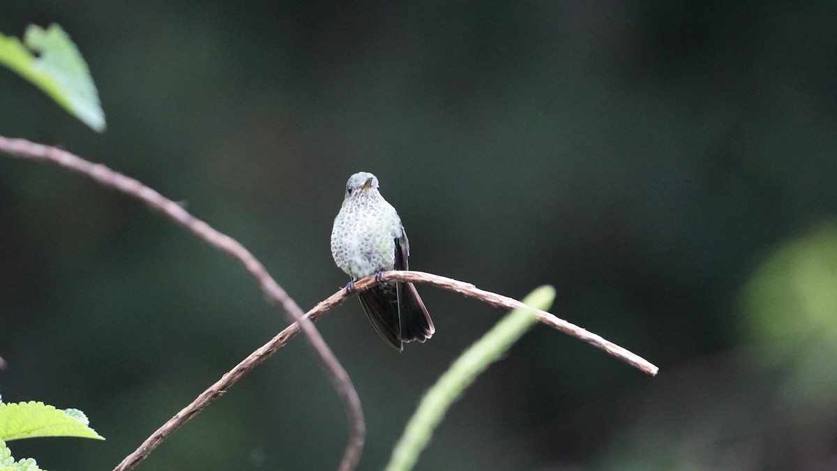Many-spotted Hummingbird - Paul Gössinger