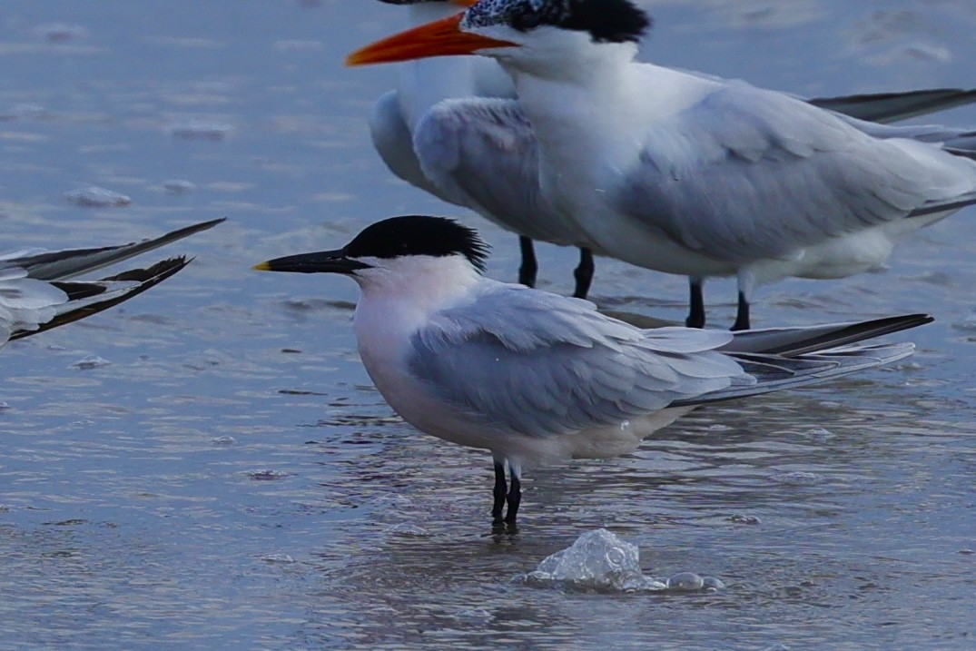 Sandwich Tern - David Cole