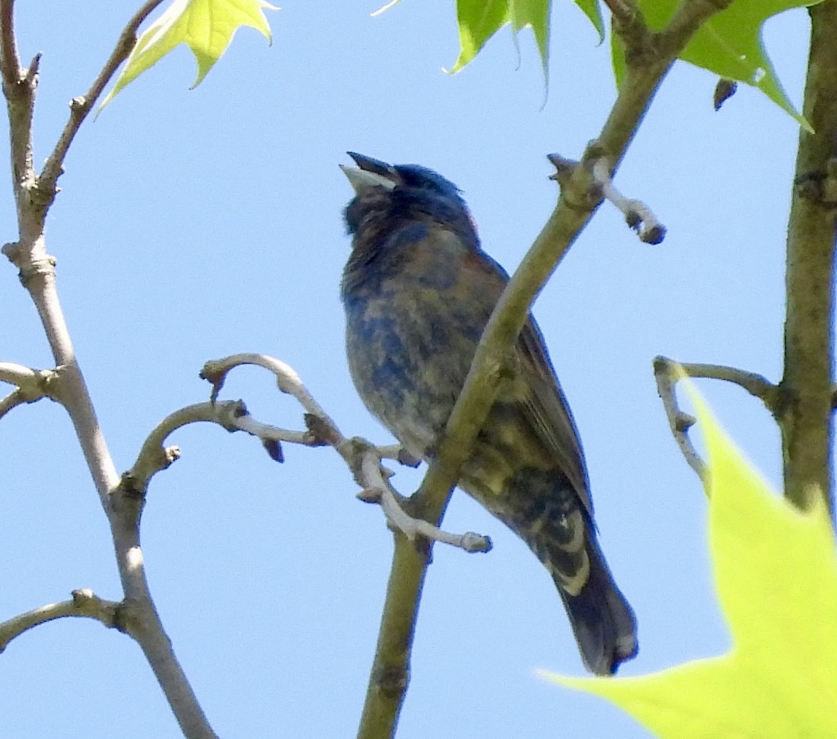 Blue Grosbeak - Stella Miller