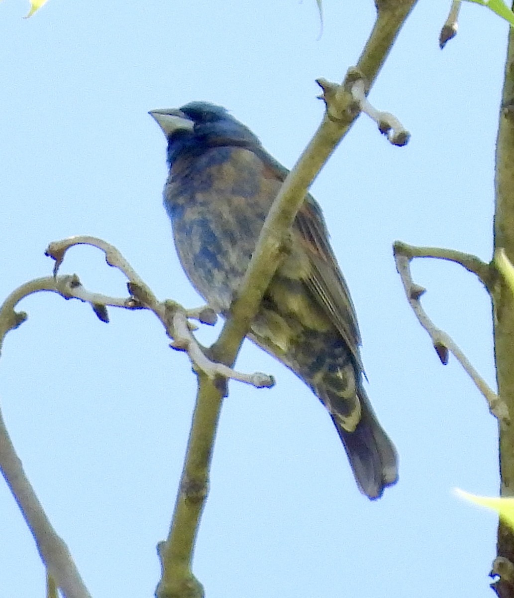 Blue Grosbeak - Stella Miller