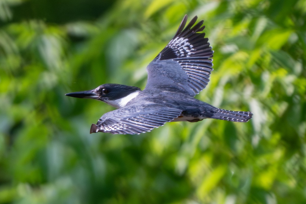 Belted Kingfisher - Nadine Bluemel