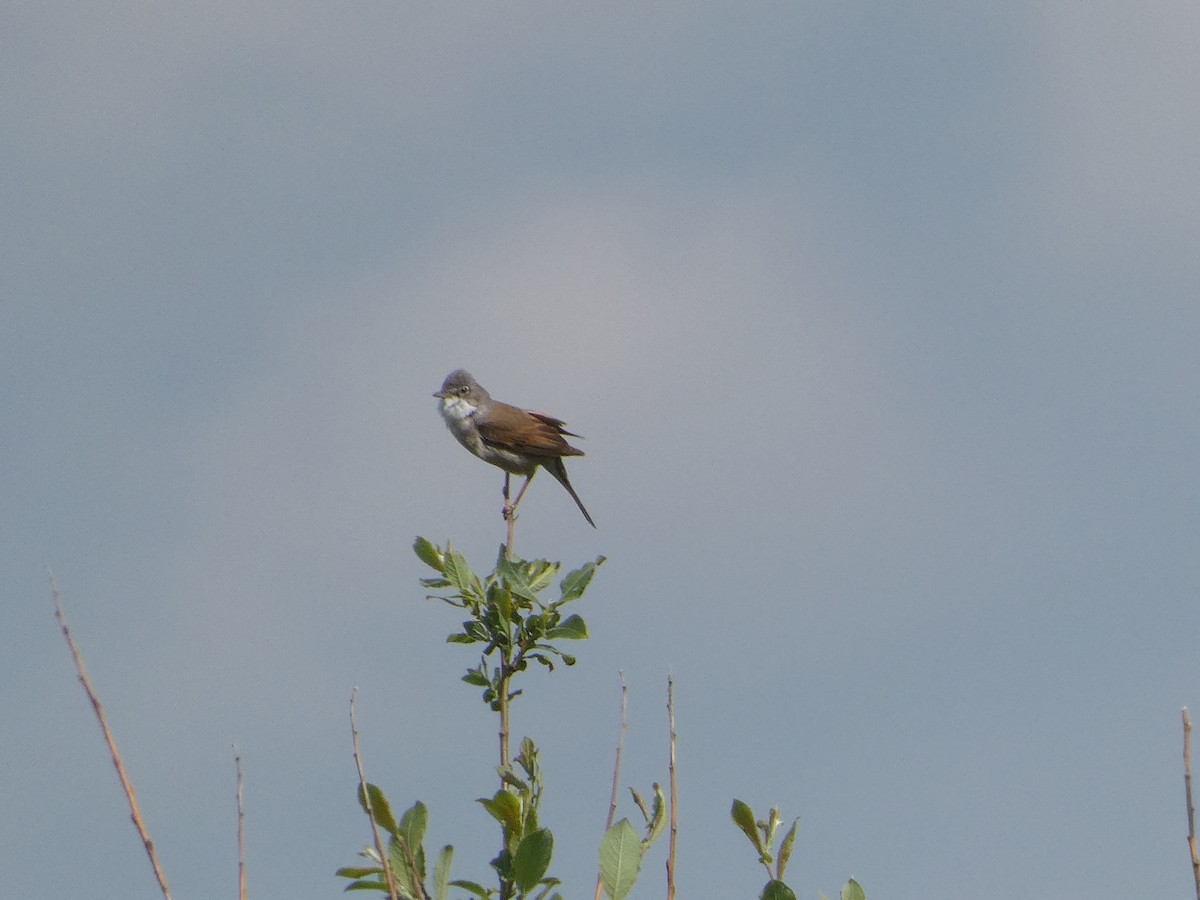 Greater Whitethroat - Mike Tuer