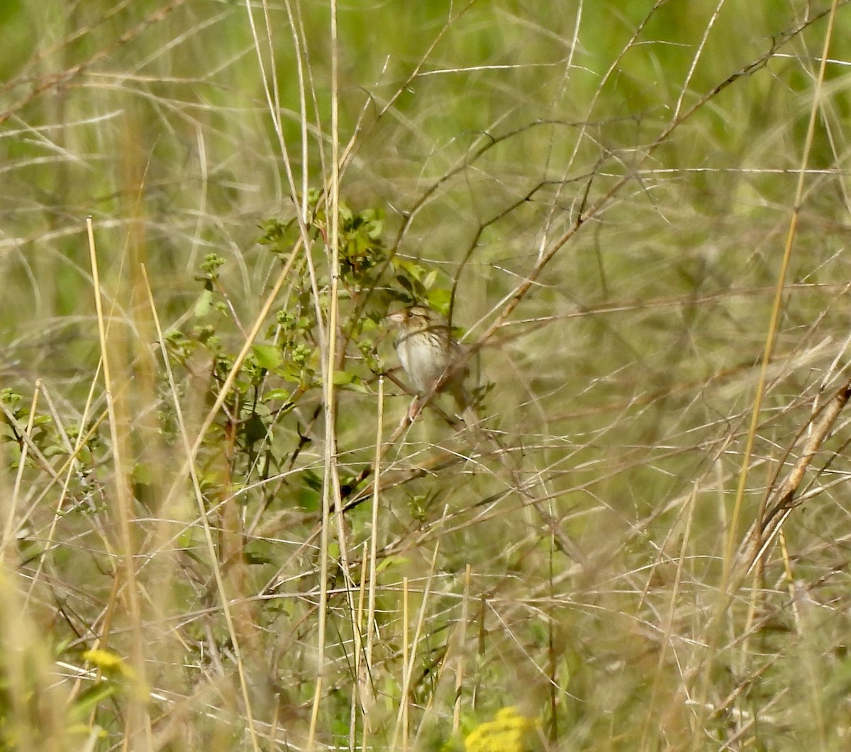 Henslow's Sparrow - William McClellan