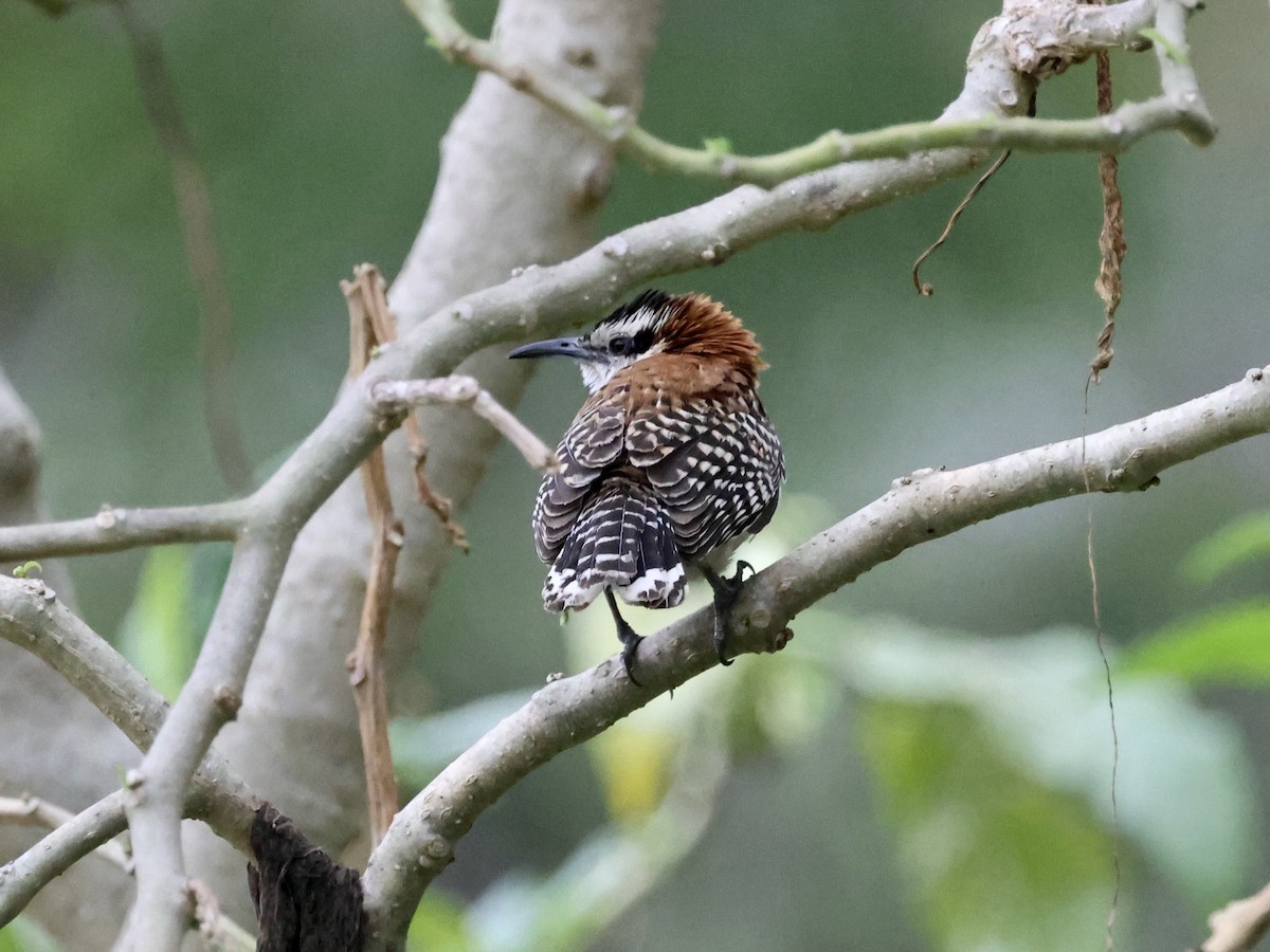 Rufous-naped Wren - Amy Bishop & Doug Booher