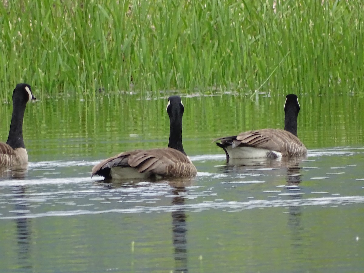 Canada Goose - Jim Walton