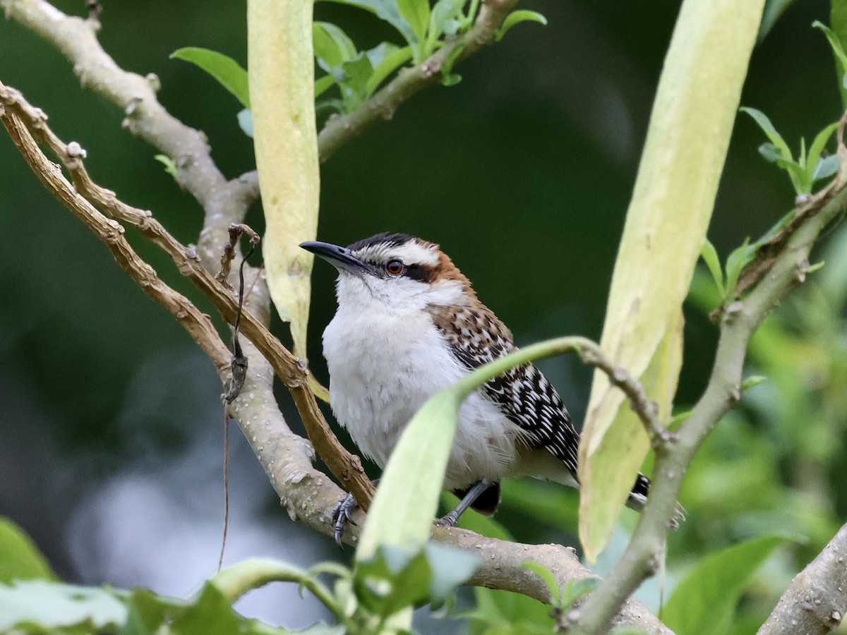 Rufous-naped Wren - Amy Bishop & Doug Booher