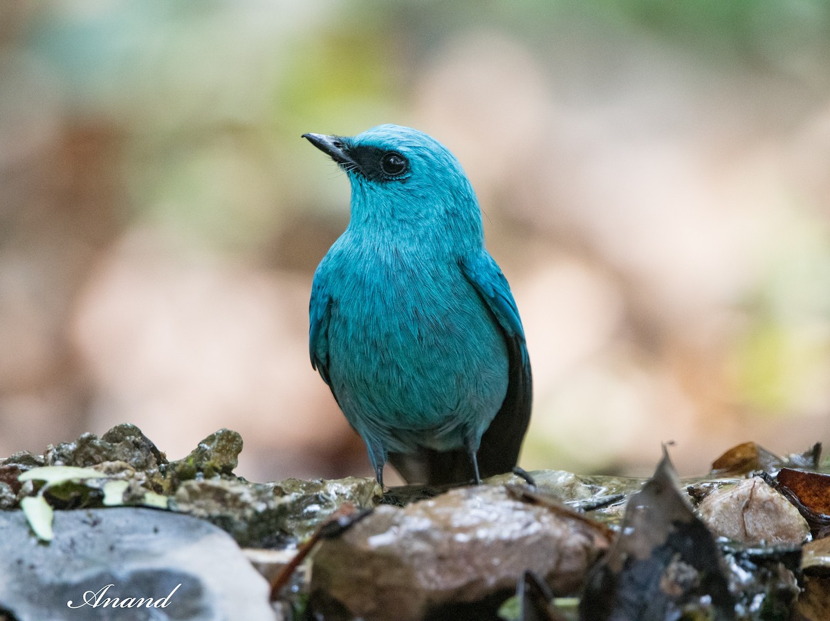 Verditer Flycatcher - Anand Singh