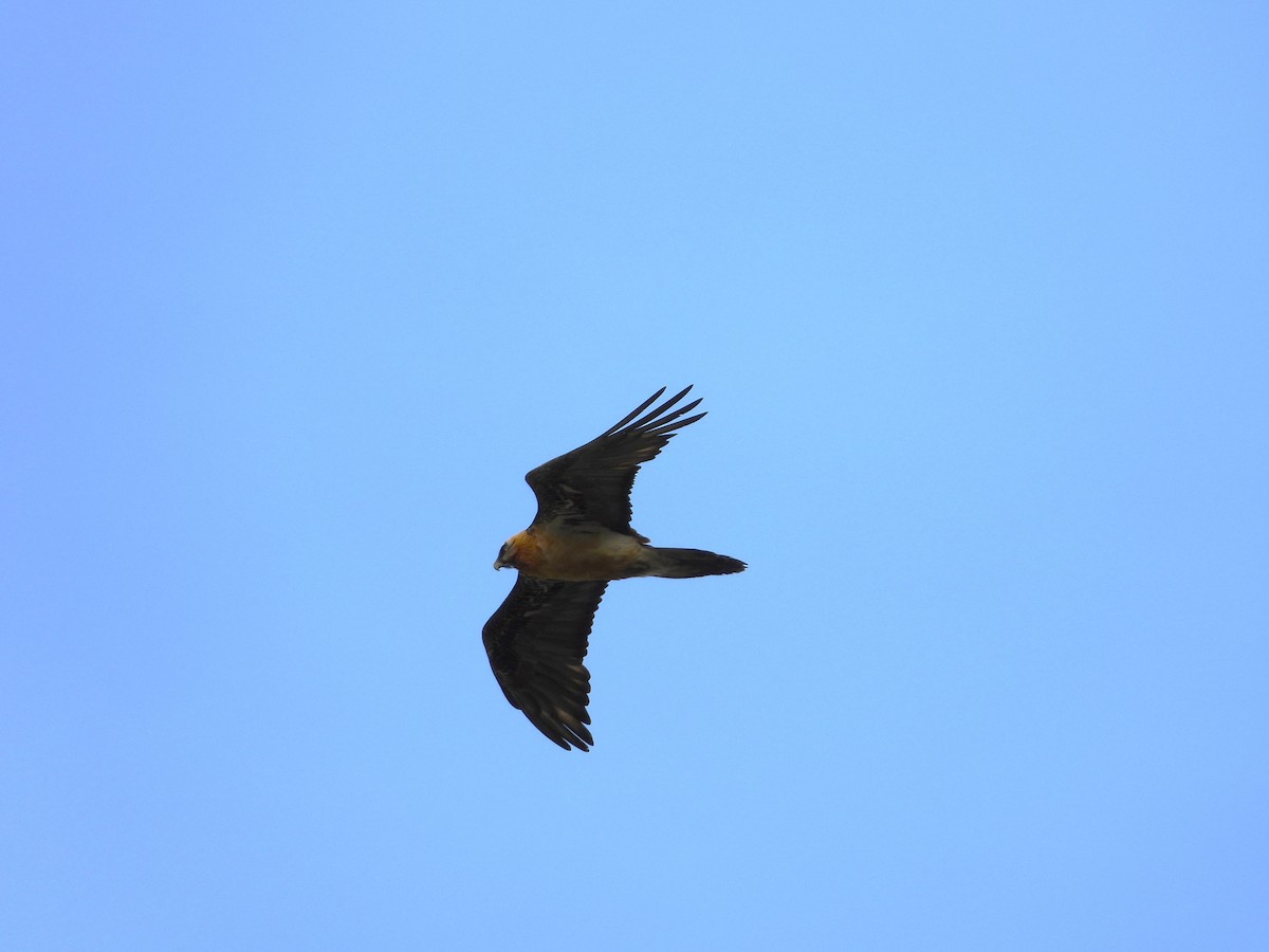 Bearded Vulture - Josip Turkalj