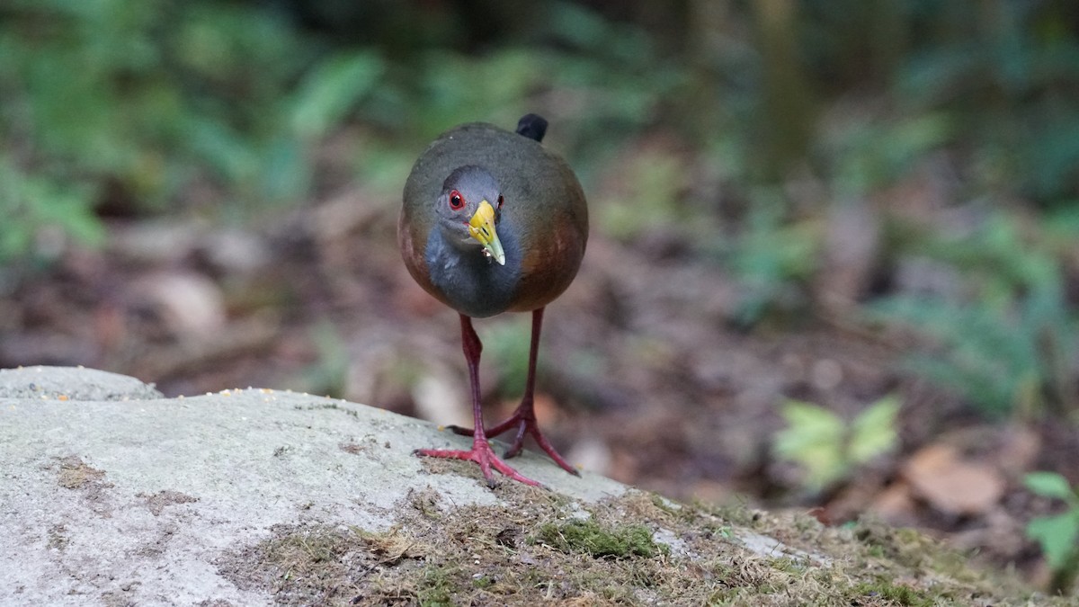 Gray-cowled Wood-Rail - Paul Gössinger