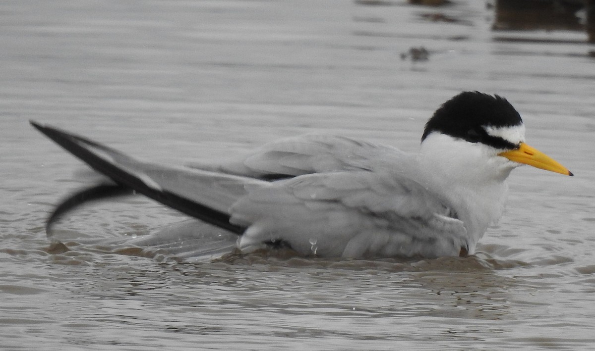 Least Tern - Dan Ehrhart