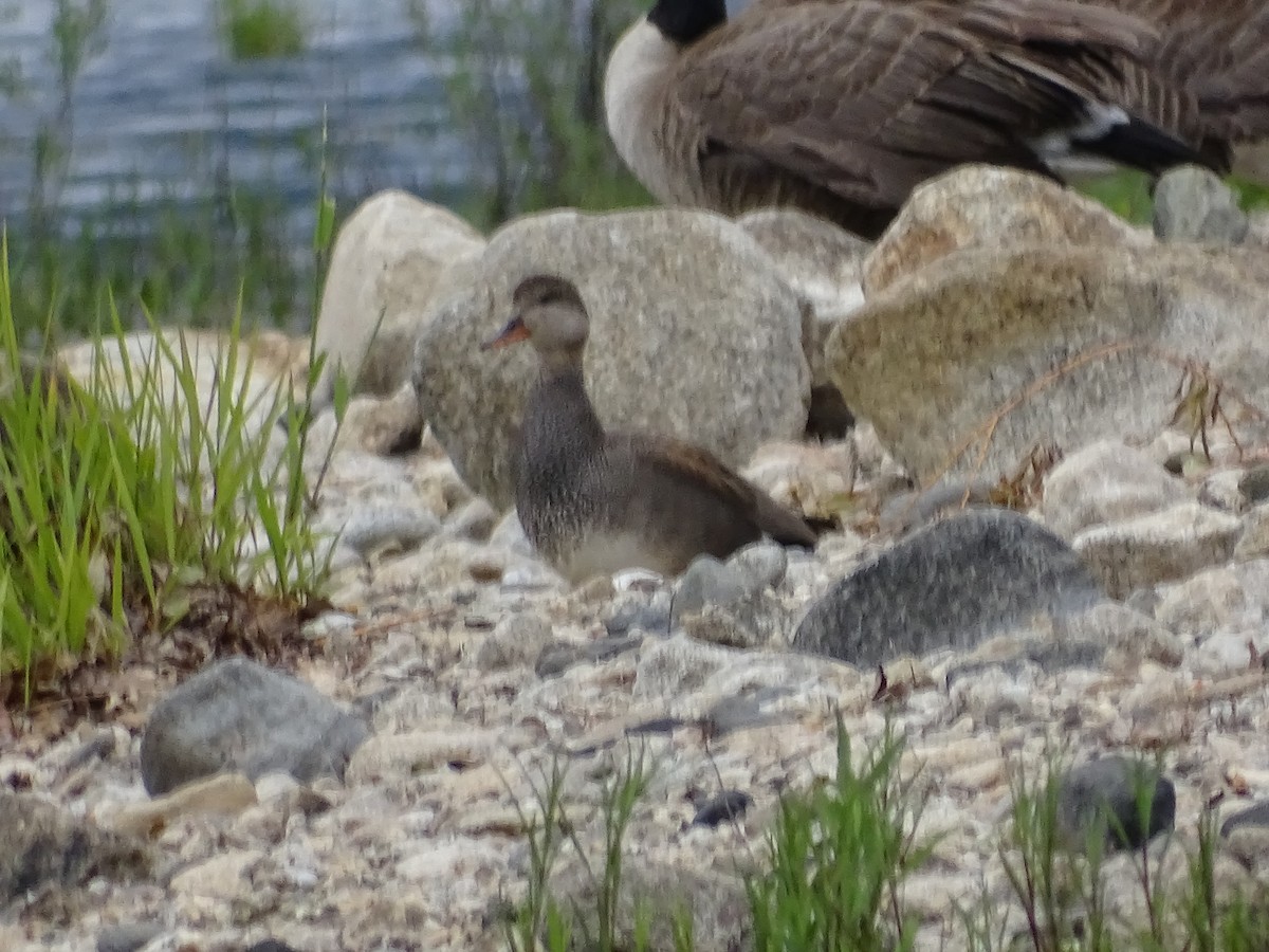 Gadwall - Jim Walton