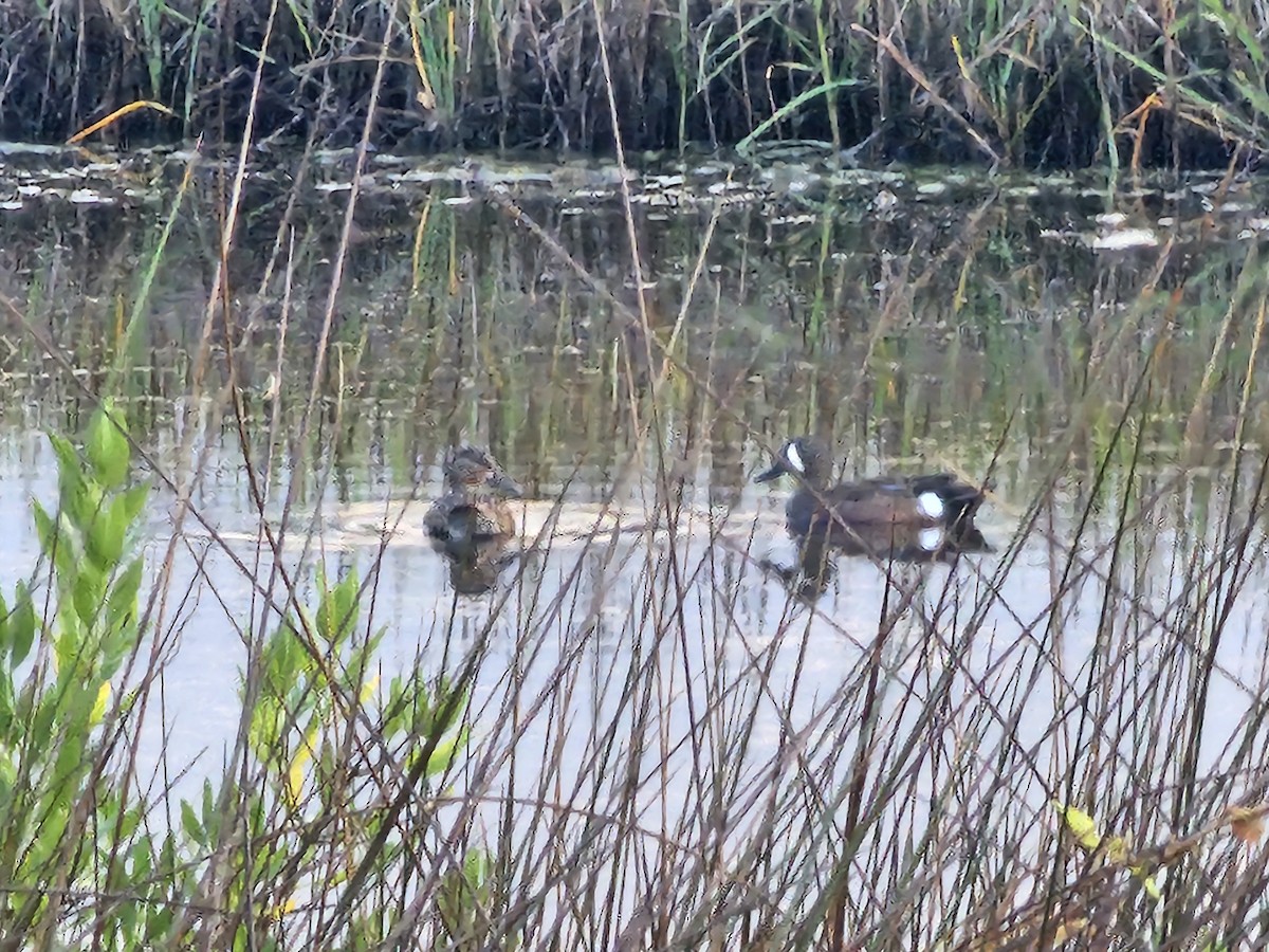 Blue-winged Teal - ML619575813