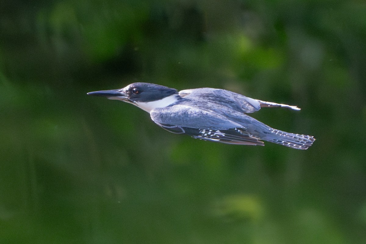 Belted Kingfisher - Nadine Bluemel