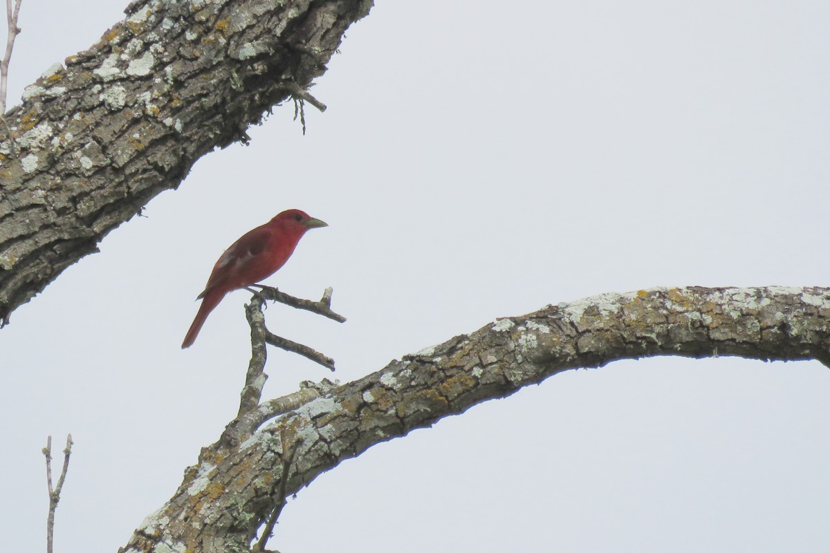 Summer Tanager - Misty G