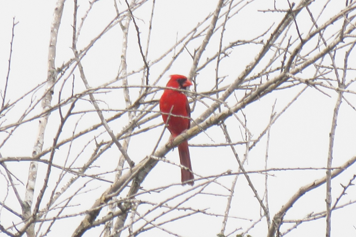 Northern Cardinal - Misty G