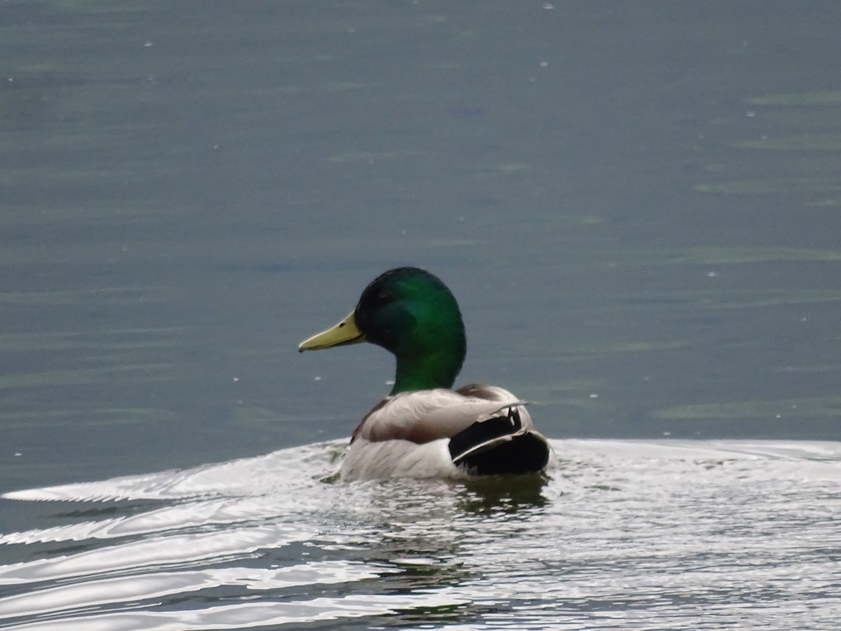 Mallard - Jim Walton