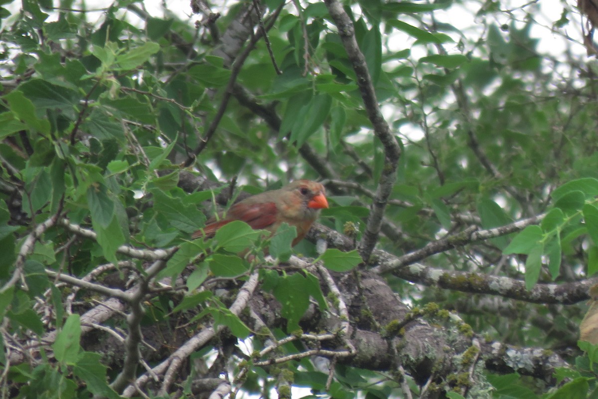 Northern Cardinal - Misty G