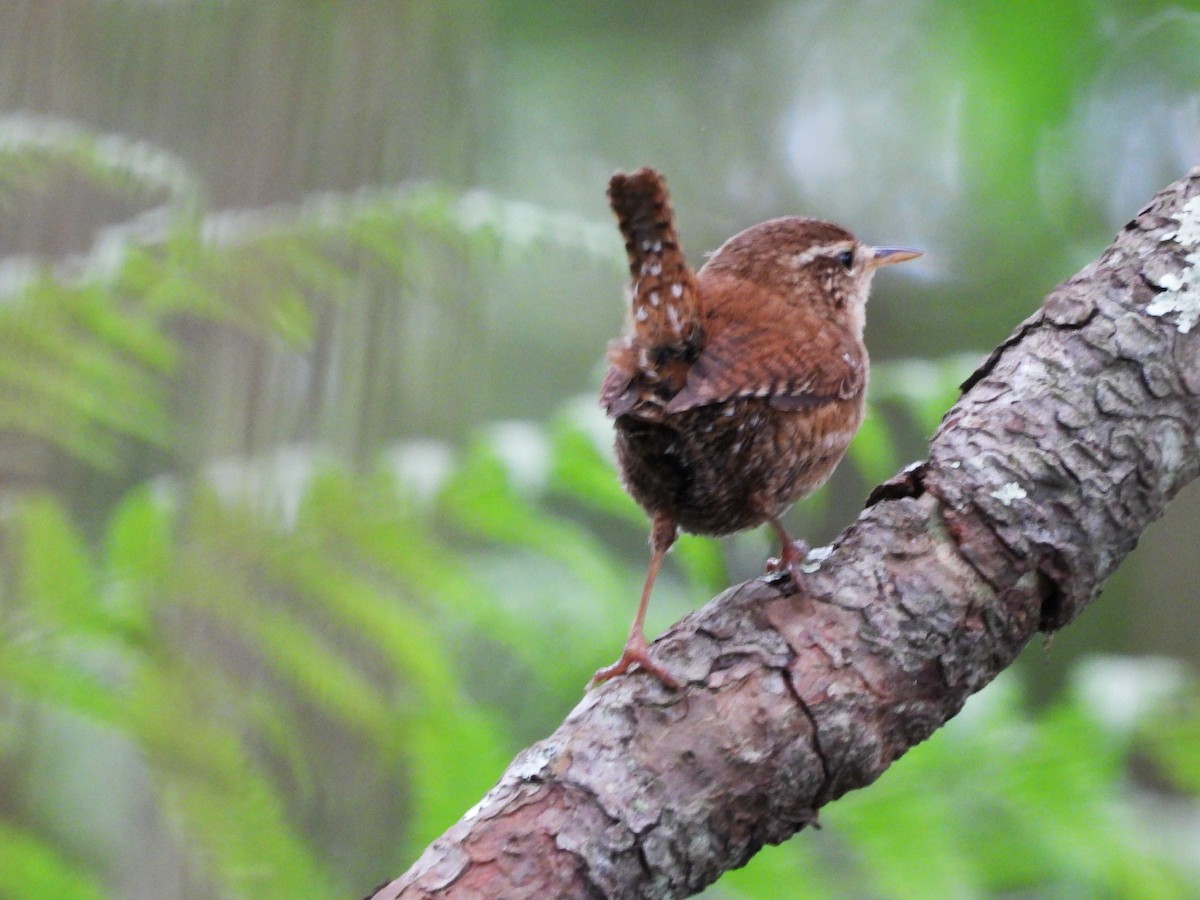 Eurasian Wren - ML619575832