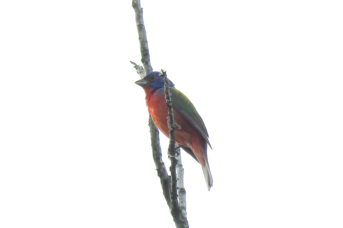 Painted Bunting - Misty G