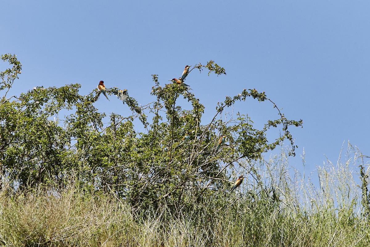 European Bee-eater - Monika Kolodziej