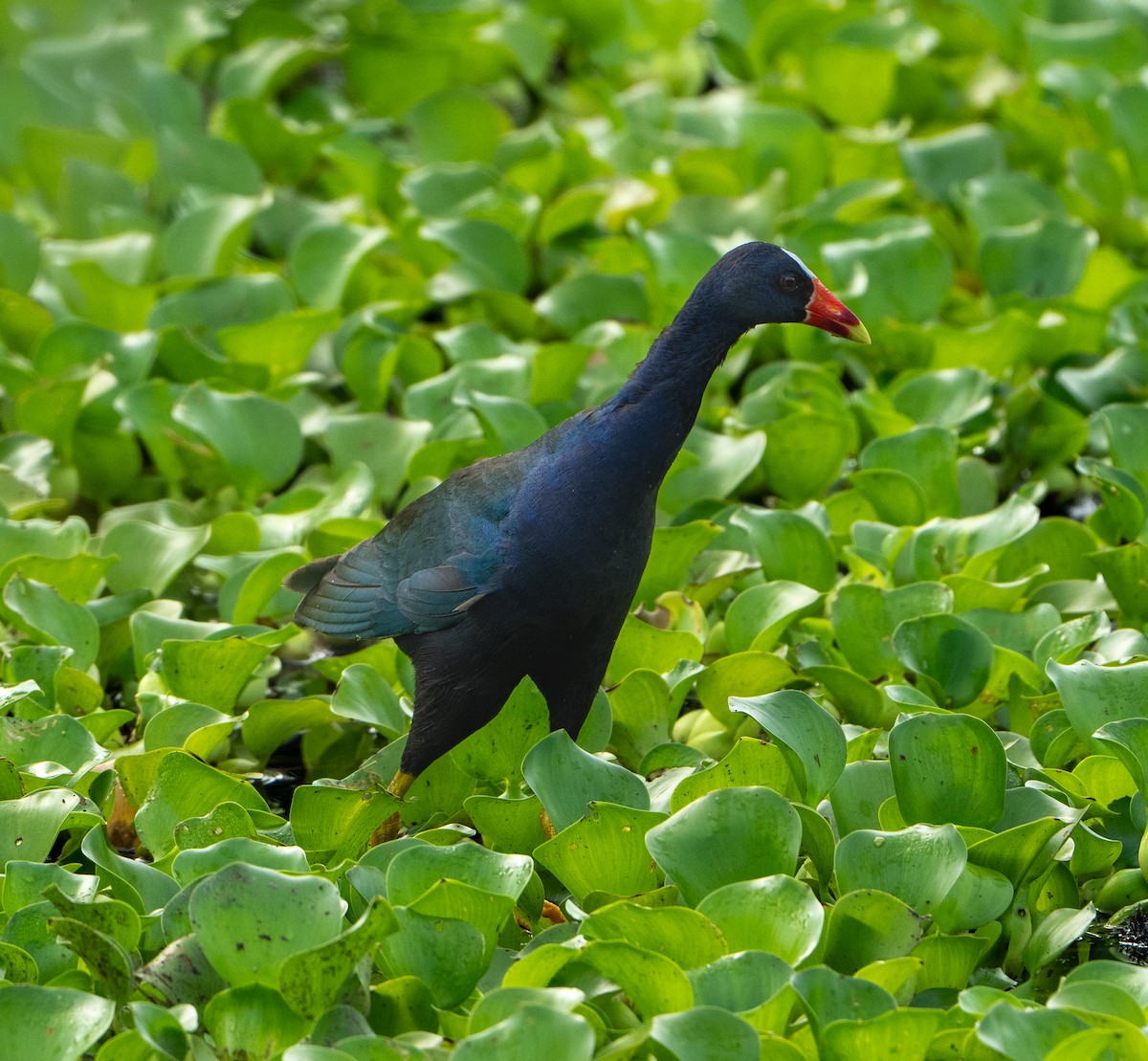 Purple Gallinule - J Gable