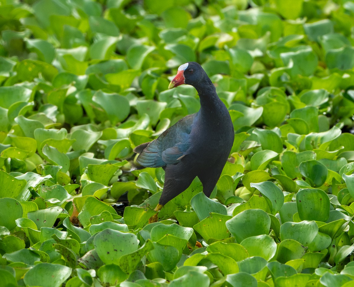 Purple Gallinule - J Gable