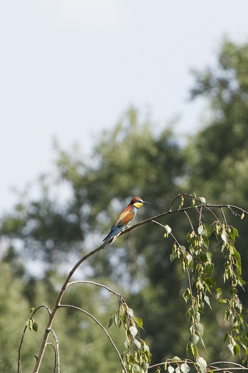 European Bee-eater - Monika Kolodziej