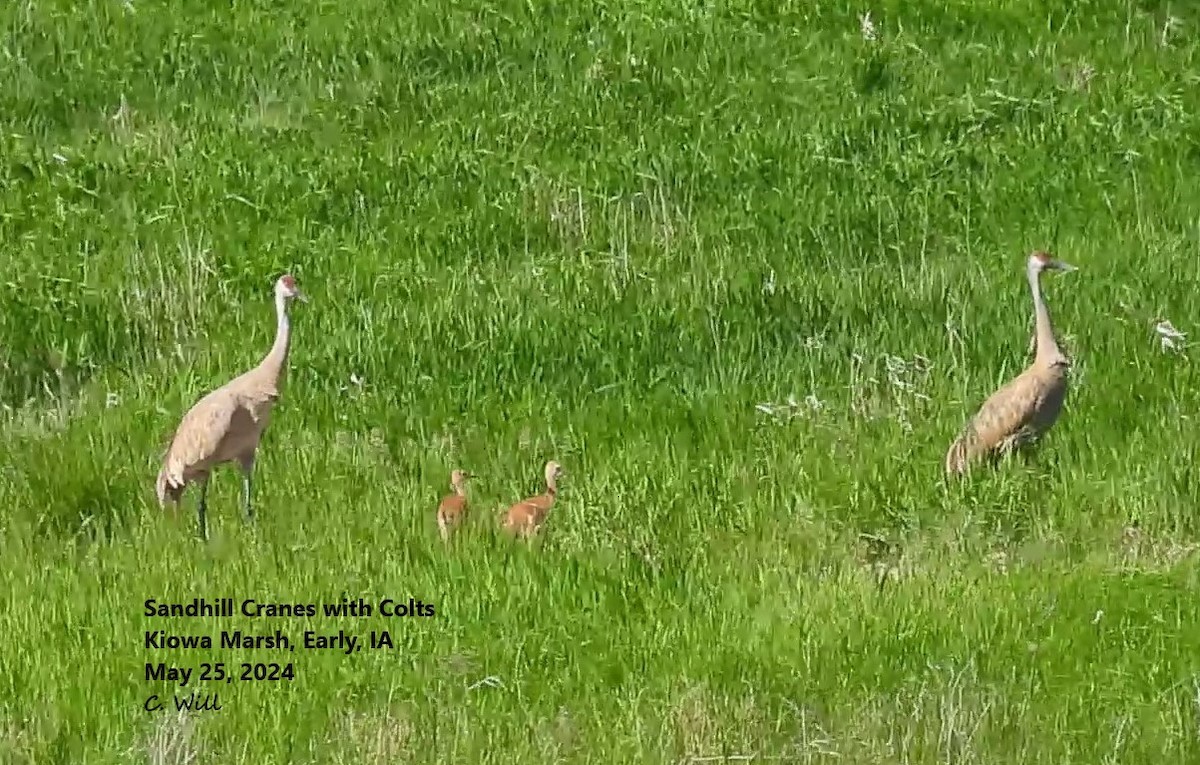 Sandhill Crane - ML619575846