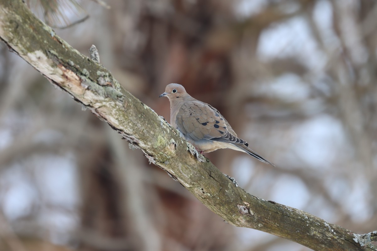 Mourning Dove - Jim Miles