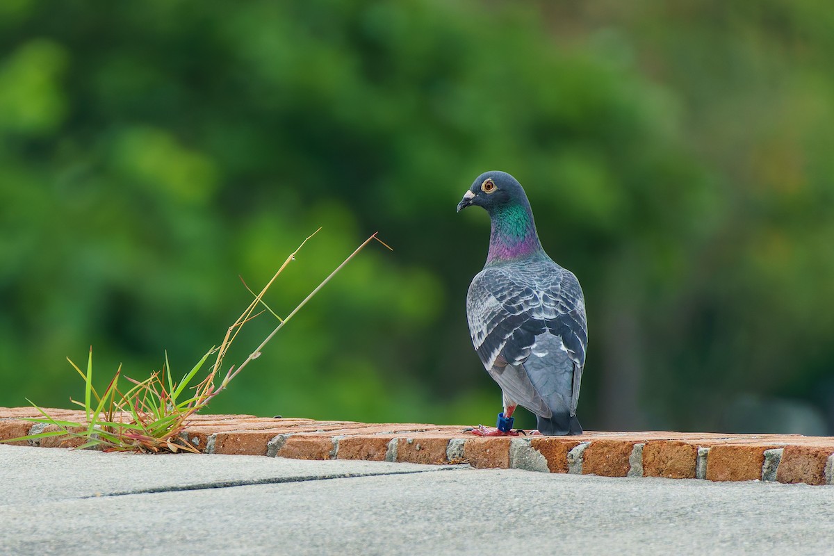 Rock Pigeon (Feral Pigeon) - Robert Stone