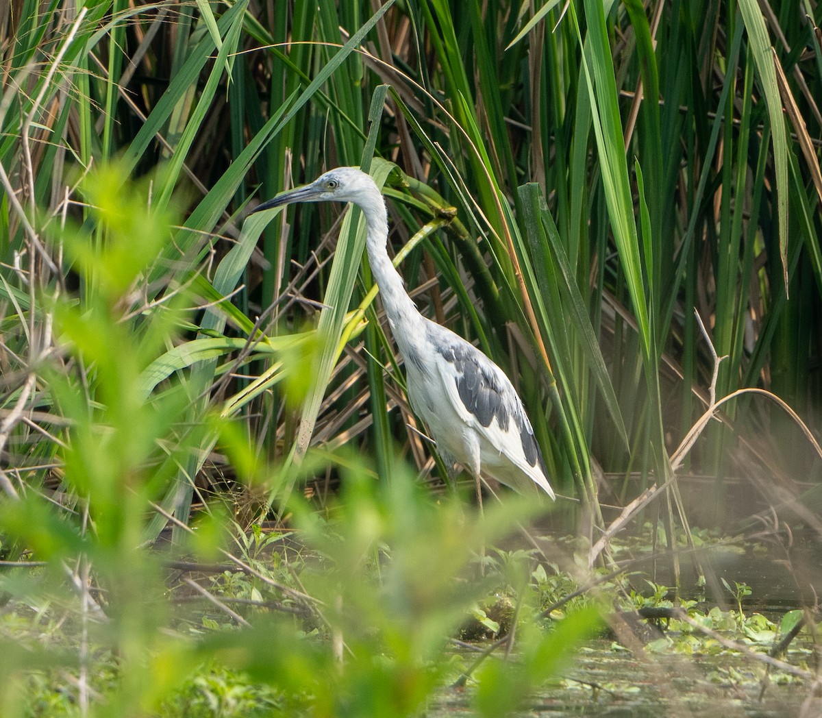 Great Egret - J Gable