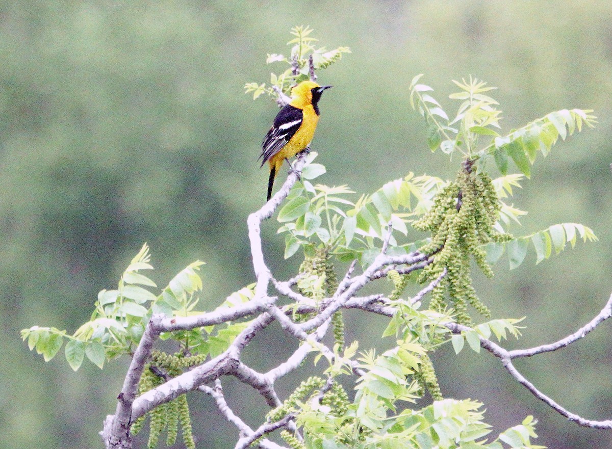 Hooded Oriole - Ann Marshall