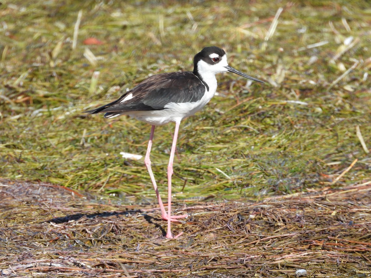 Black-necked Stilt (Black-necked) - Amy Grimm