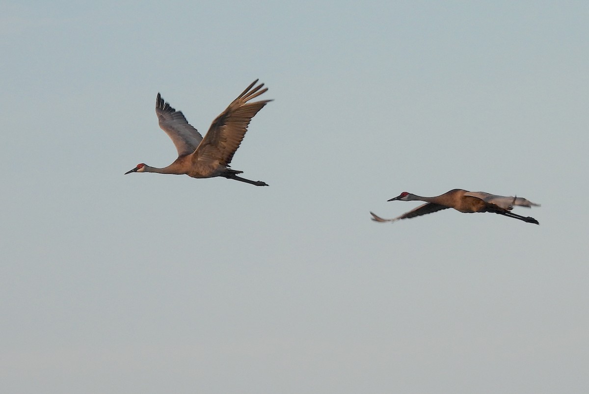 Sandhill Crane - Christine Rowland