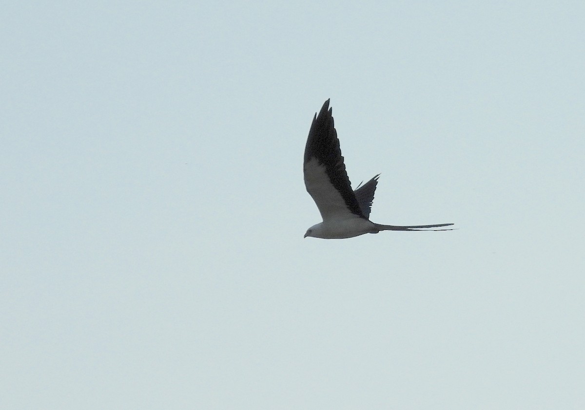 Swallow-tailed Kite - Christine Rowland