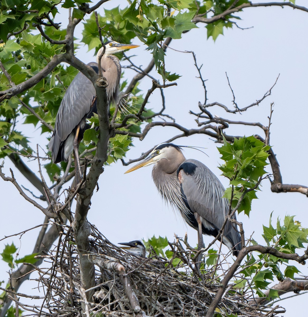 Great Blue Heron - Nadine Bluemel