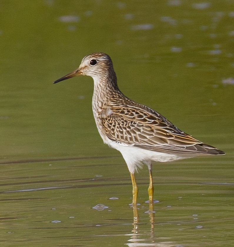 Pectoral Sandpiper - José Martín