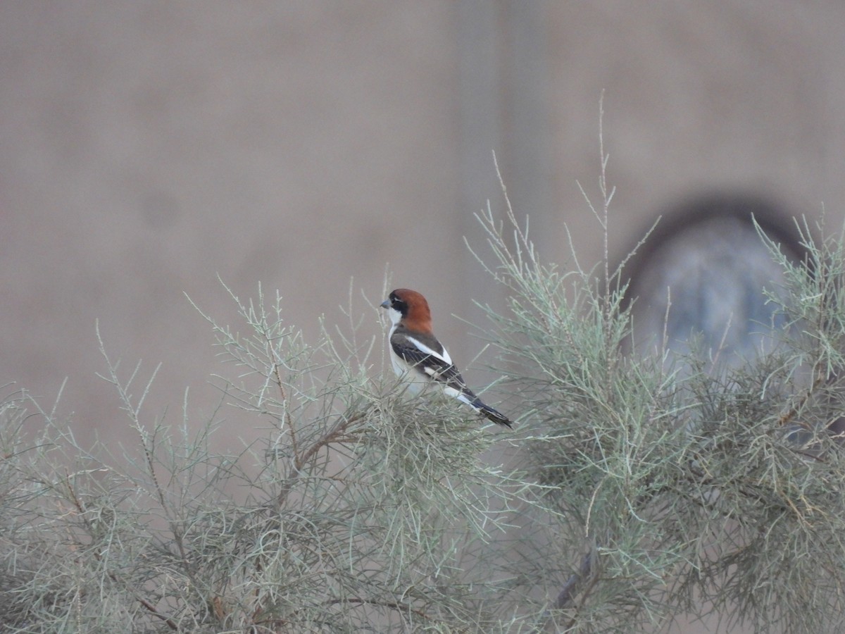 Woodchat Shrike - Luís Reino