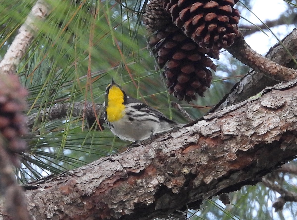 Yellow-throated Warbler - Christine Rowland