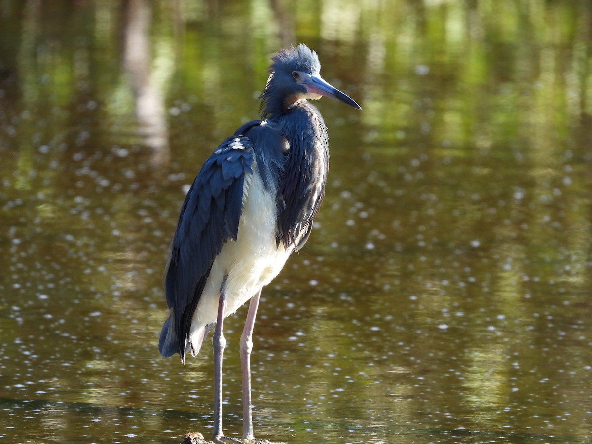 Tricolored Heron - Amy Grimm